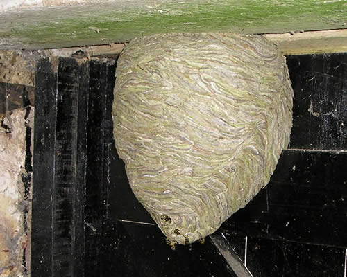 wasps nests Kent